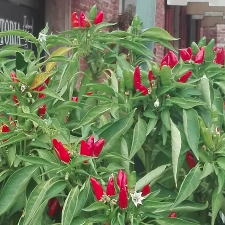 Madama Vigna Hotel 3*