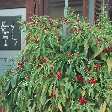 Madama Vigna